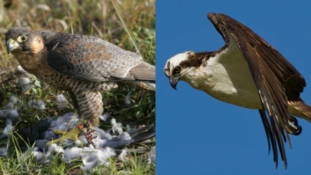 falcons-seahawks-nfl-playoffs-no-actually-just-birds.jpg